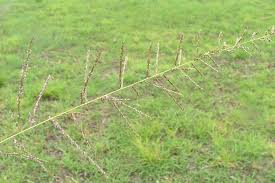 Image result for Sporobolus natalensis