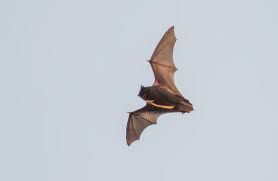 Termite control costs $500 to $3,000, ant extermination runs $80 to $500, roach fumigation costs $100 to $400 and bed bug treatments range from $300 to. Coronavirus Outbreak Emerged From Bats Genomic Findings Suggest