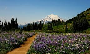 There are some areas that have a lot of poison oak mixed amongst the wildflowers. Mt Rainier S Wild Flower Walks 1889 Magazine