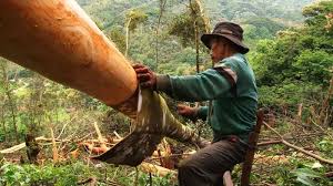 Kulit kayu manis mempunyai bahan yang sedikit toksik iaitu coumarin yang akan menyebabkan kerosakkan buah pinggang dan hati jika diambil pada jumlah yang sangat banyak. Ketahui Cara Menanam Kayu Manis Dengan Benar Pak Tani Digital