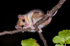 Near threatened, version 3.1 (updated in 2008) Marca Chile Un Simpatico Monito Del Monte O Chumaihuen Facebook