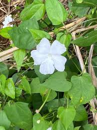 Image result for Thunbergia crispa