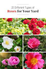 Pin On Garden Shrubs Hedges Trees