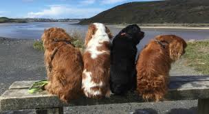This is a great place to stop when walking or cycling the camel trail. The Camel Trail The Barking Buglethe Barking Bugle
