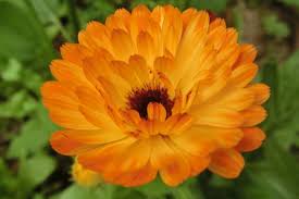 Check spelling or type a new query. Marigold Albrigi Inherba The World Of Aromatic Plants Essential Oils Essence Extraction And Natural Remedies