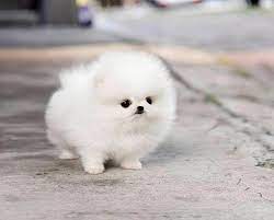 Tiny Fluff To Brighten Your Day: IllegallySmolDogs
