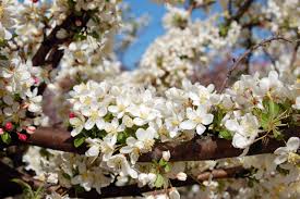 The trail, which runs from carolyn crayton park to bass road. Ornamental Trees Small Hardy Trees Can Beautify Yard