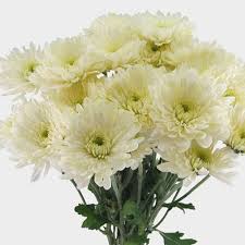 We also provide flower delivery to the surrounding areas, such as. Wholesale Flowers Bulk Flowers Online Blooms By The Box