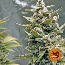 G13 haze marijuana strain induces strong cerebral euphoria. G13 Haze Barneys Farm Cannabis Samen