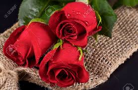 Maybe you would like to learn more about one of these? Tree Red Roses And Burlap On Black Background Stock Photo Picture And Royalty Free Image Image 24826294
