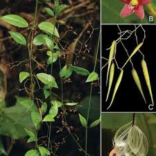 Image result for Vincetoxicum tenuipedunculatum