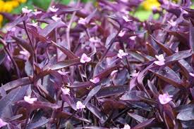Image result for Tradescantia pallida