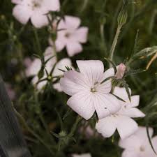 Image result for Agrostemma