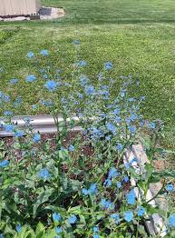 Image result for Pleioceras orientale