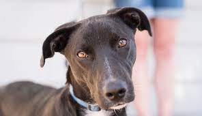 The websites (petfinder/adoptapet, etc) are updated by wednesday evening of each week. Home Dog Gone Seattle