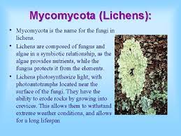Introduction To Fungi What Is Fungi A Group