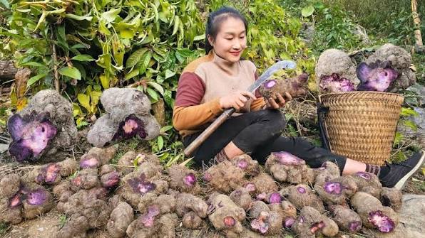 What is Ube? Origin, benefits and uses | MyUbe