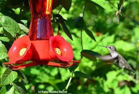 Shop for north states bird feeders at walmart.com. Posts Tagged Hummingbird Feeder Master Gardeners Of Shasta County