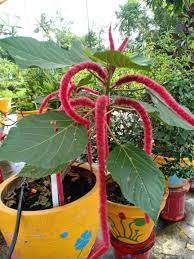 Jual daun insulin, jual daun yakon, jual bibit yakon di jakarta, di surabaya, di jawa, di kalimantan, di sumatera, di sulawesi. Ekor Kucing Merapi Farma Herbal