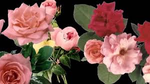 Imieniny anny najczęściej obchodzone są 26 lipca ale anna może obchodzić imieniny również: Æ¹ Ó Ê' Imieniny Anny Æ¹ Ó Ê' Youtube