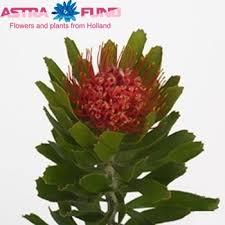 Image result for Leucospermum saxosum