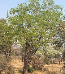 Image result for Cordyla