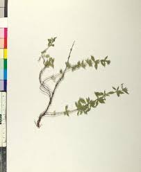 Image result for Clinopodium uhligii