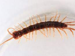 Most often you can where can you encounter a regular centipede? Here S Why You Should Never Kill A House Centipede