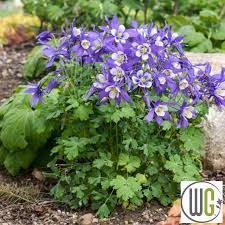 Image result for Aquilegia pompom mix