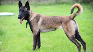 Cei Mai Buni Caini De Pază 7 Rase Recomandate De Specialiști In 2020 Belgian Malinois Dog Belgian Malinois Malinois Dog