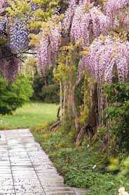 Fiori medi, rosa chiaro poi bianchi. Bloom Of Pink Japanese Wisteria Photograph By Jenny Rainbow