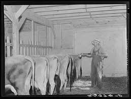 Image result for dip vat