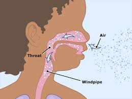 Lungs And Respiratory System