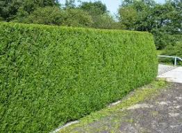 Several species of cedar trees can be used for hedges, but the most common is thuja occidentalis, commonly known as american arborvitae, eastern arborvitae, eastern white cedar or northern white. Thuja Plicata Atrovirens Western Red Cedar Hedging Plants Trees Shrubs And Conifers