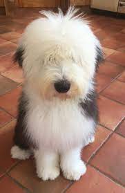 Pin By Summer Paige On Old English English Sheepdog Puppy Sheep Dog Puppy Cute Dogs And Puppies