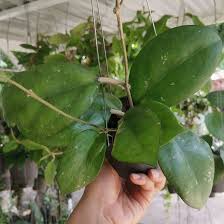 Hoya Joy Plant 1 Pot Free Shipping And Phyto Yard Etsy