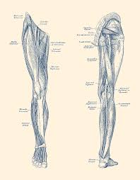 Quad leg muscles anatomy labeled diagram, vector illustration fitness poster. Leg Muscular System Dual View Vintage Anatomy Print Drawing By Vintage Anatomy Prints