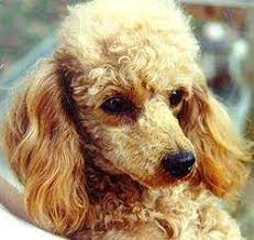 London Hills Toy Miniature Poodle Breeder Puppies For Sale It Looks Like Richard Miniature Poodle Poodle Puppies