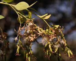 Image result for Lopholaena brickellioides