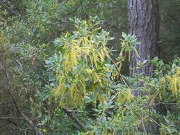 Image result for Richardsiella