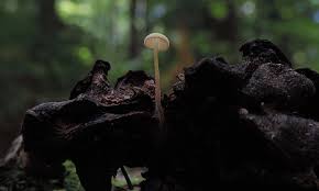 Image result for Strobilurus conigenoides