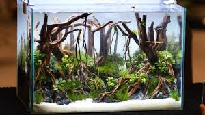 Namun perlu kalian ketahui bahwa tidak semua jenis moss yang kita jumpai di sekitar kita cocok untuk aquascape. Tips Membuat Aquascape Untuk Pemula Halaman All Surya Wiki