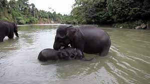 Baby elephants taking a bath at the zoo. Mother And Baby Elephant Bathing Stock Footage Video 100 Royalty Free 7218922 Shutterstock