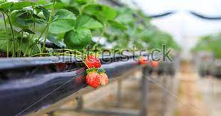 Dalat 26 October 2017 Strawberry Garden At Dalat City Strawberry Farm Is One Of Most Popular Place For Tourist Strawberry Garden Strawberry Farm Dalat