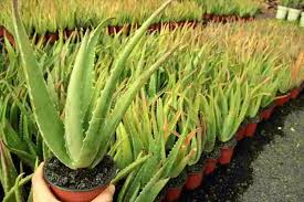 El lugar donde colocas los cactus dentro de tu hogar es determinante para evitar las malas energía, según el feng shui. Beneficios De La Sabila Aloe Vera Propiedades Y Para Que Sirve