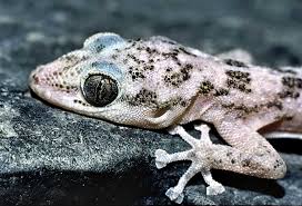 Image result for Pandiaka rubrolutea