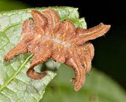 The Monkey Slug Caterpillar Is One Of The Strangest Caterpillars On The Planet Weird Animals Beautiful Bugs Caterpillar Insect