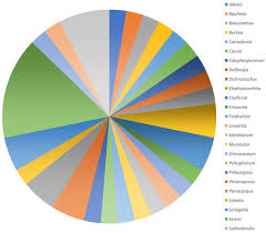 Image result for Eriosema burkei