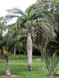 Image result for Pseudophoenix