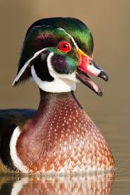 Wood Duck Drake Wood Ducks Pet Birds Wild Birds